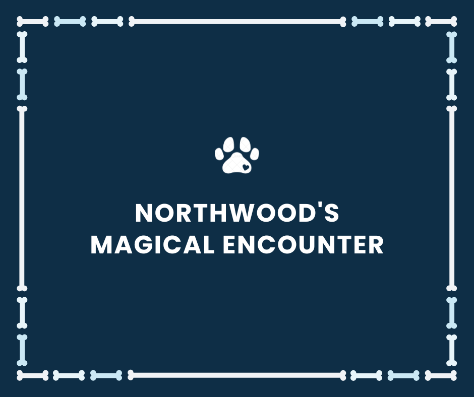 Northwood's Magical Encounter #002