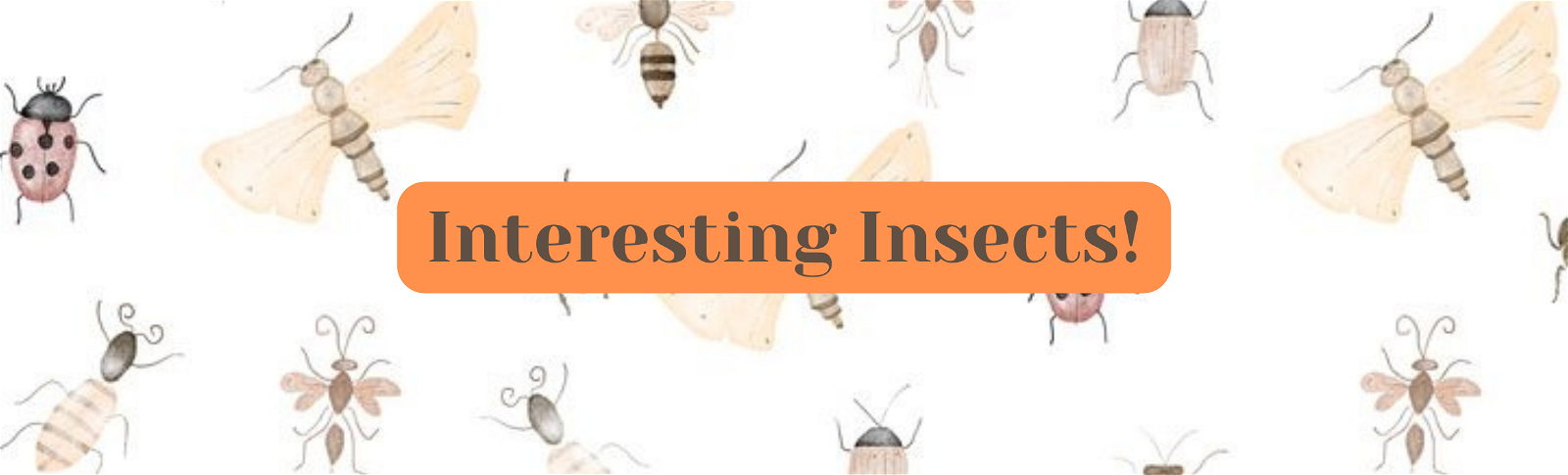 Interesting Insects | Vol #1