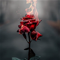 Rose Fireheart