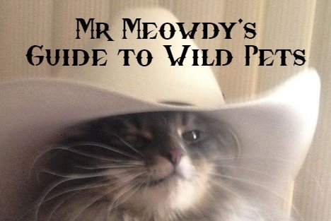 Mr Meowdy’s guide to wild pets - Issue #1
